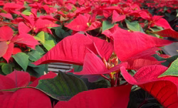 crop_seaofpoinsettas.jpg